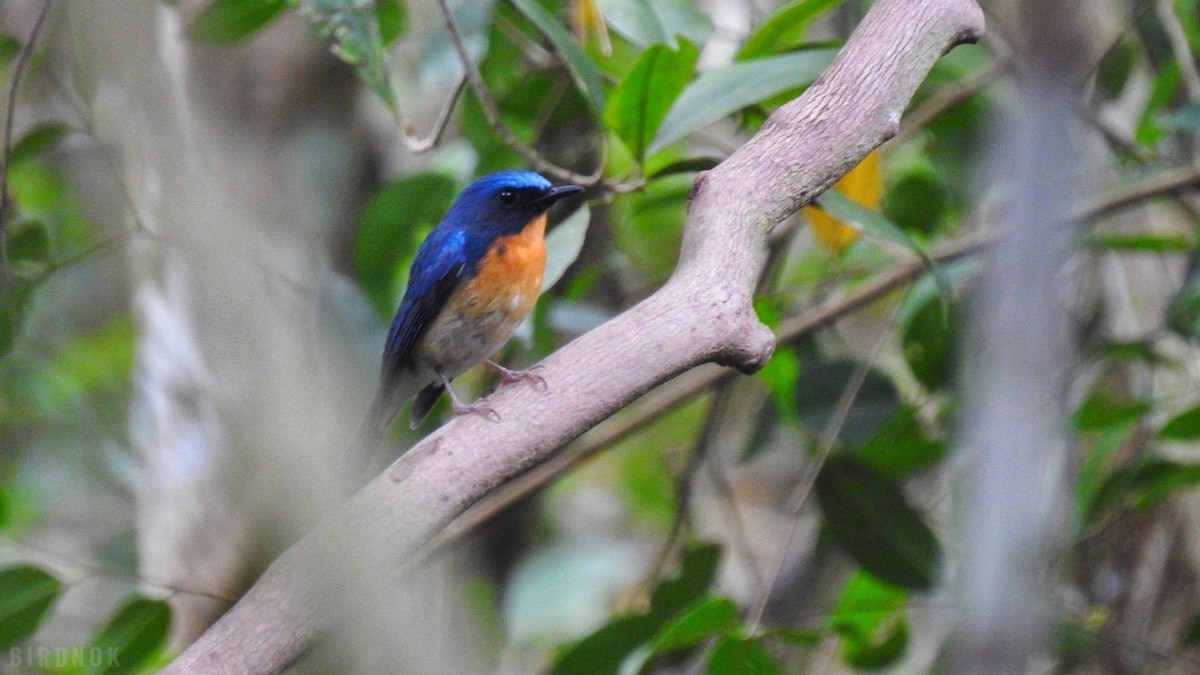 Hill Blue Flycatcher - ML642104064