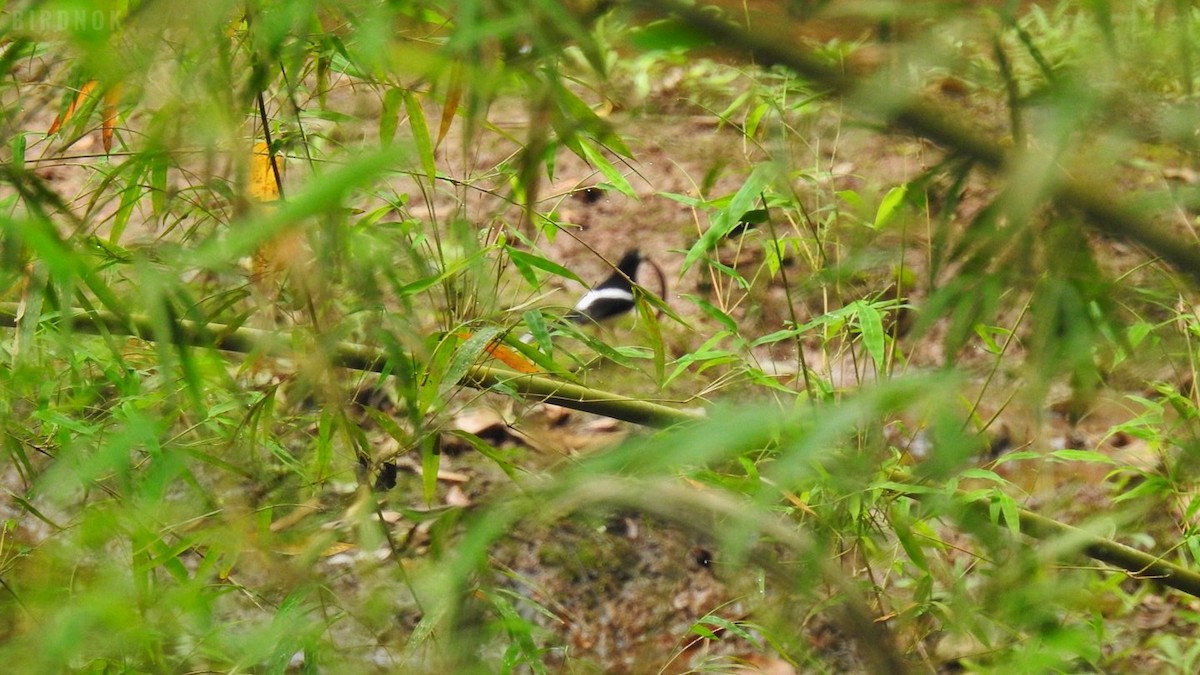 White-crowned Forktail - ML642104067
