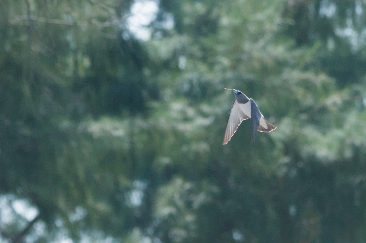 White-breasted Woodswallow - ML642104069