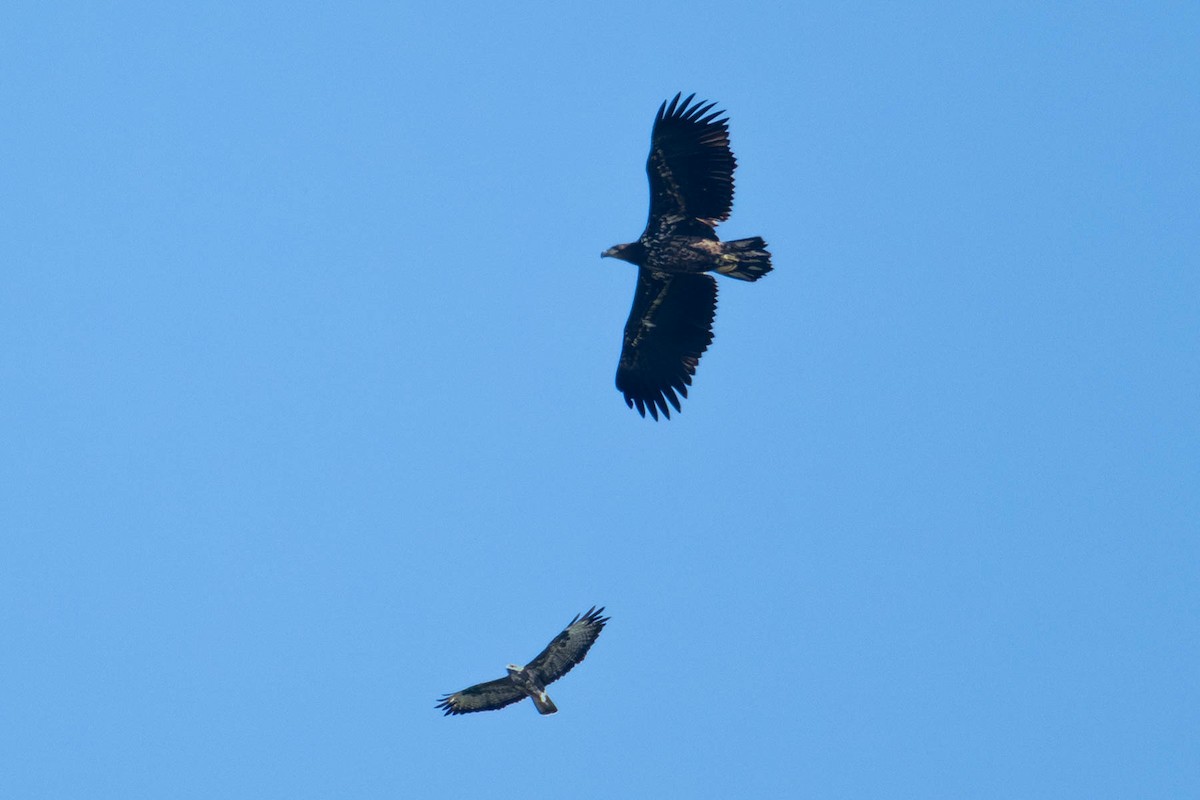 White-tailed Eagle - ML642104072