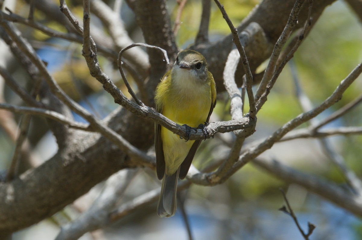 Lemon-bellied Flyrobin - ML642104073