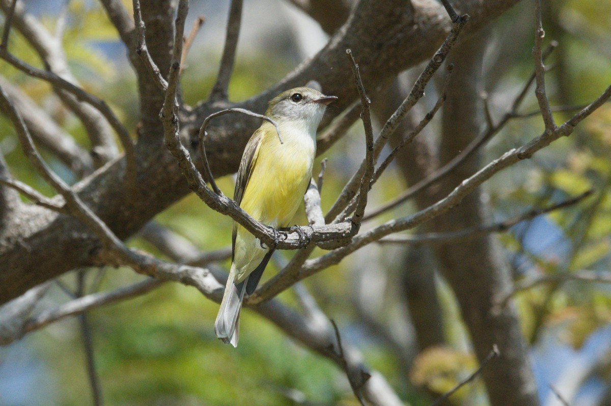 Lemon-bellied Flyrobin - ML642104074