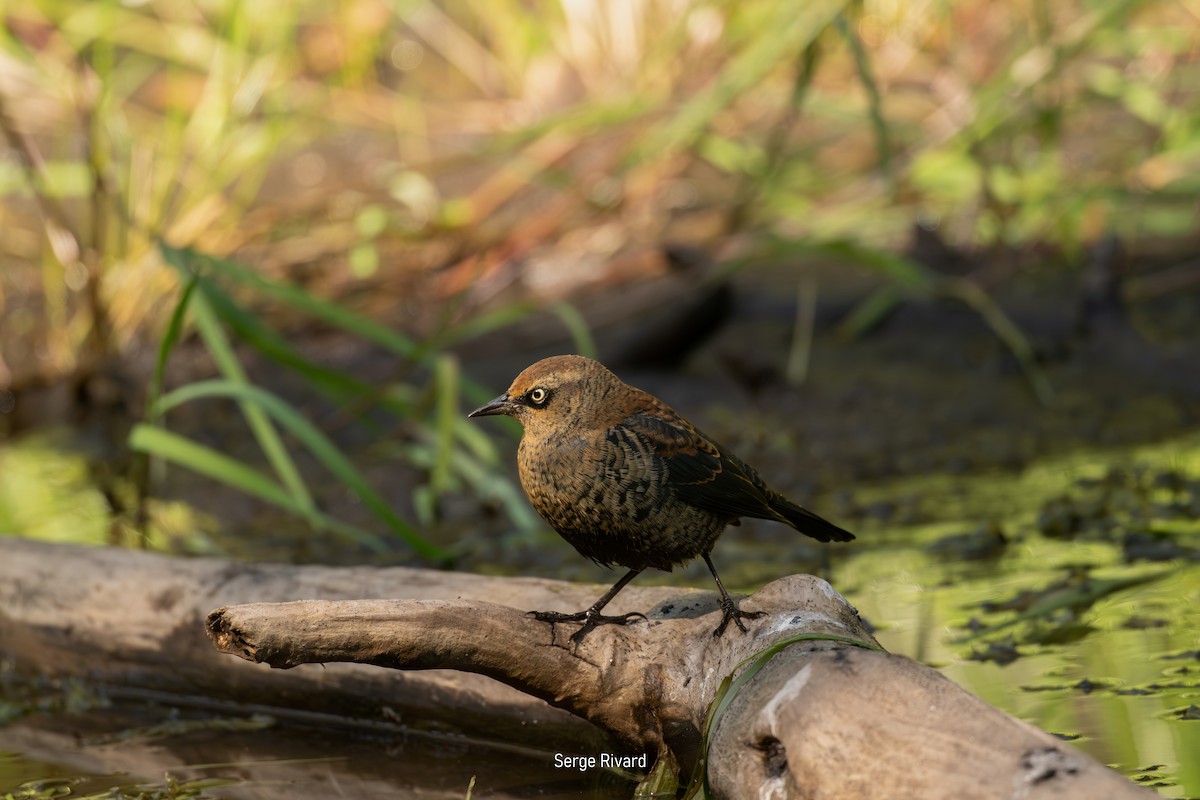 Rusty Blackbird - ML642104075