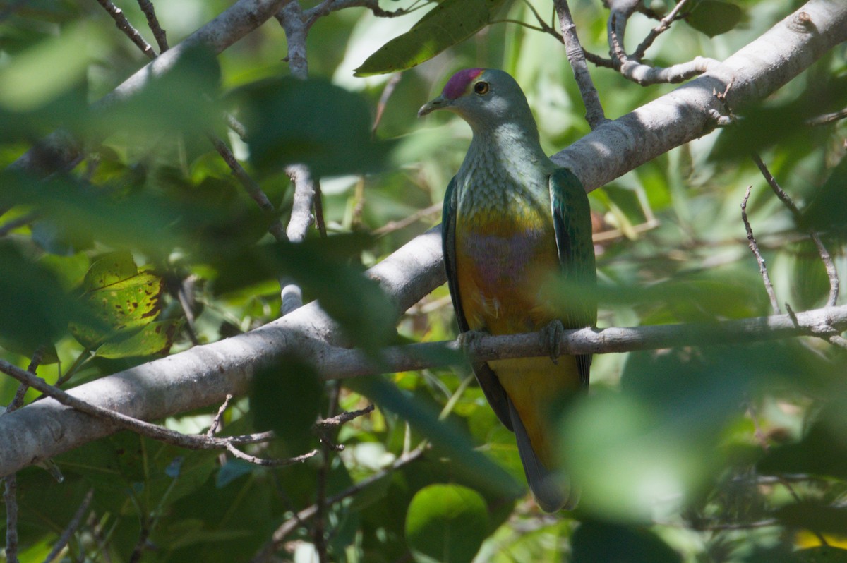 Rose-crowned Fruit-Dove - ML642104078
