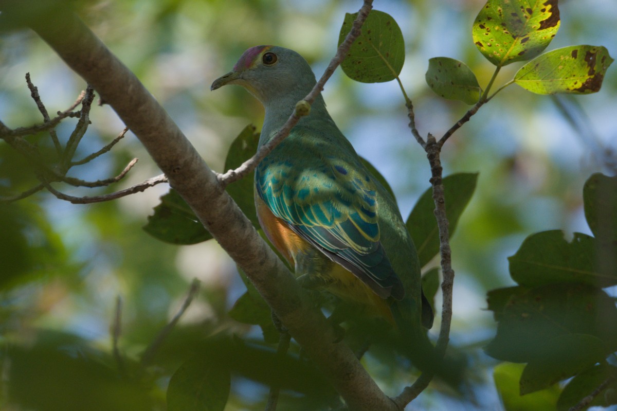 Rose-crowned Fruit-Dove - ML642104079