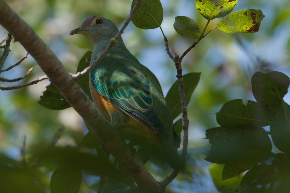 Rose-crowned Fruit-Dove - ML642104080