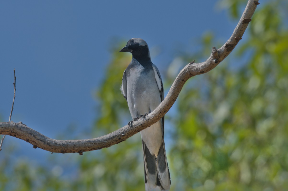 Black-faced Cuckooshrike - ML642104087