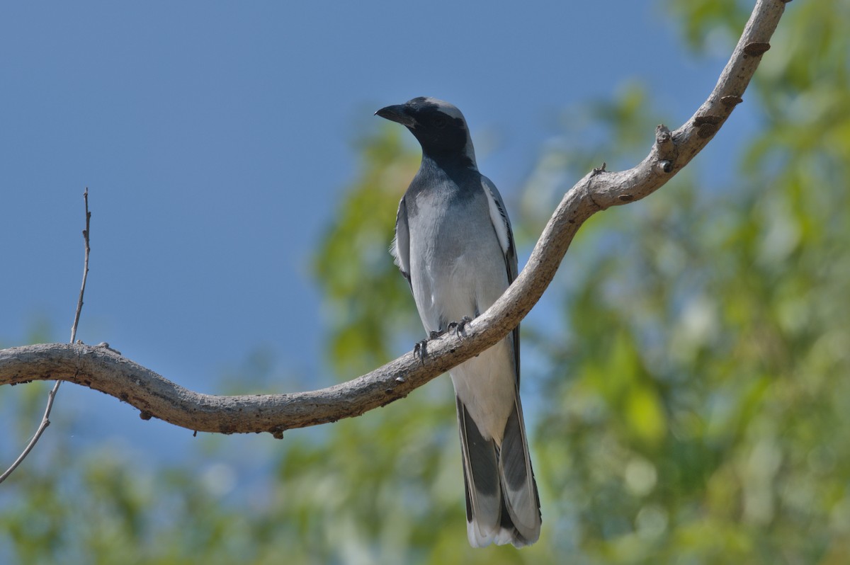 Black-faced Cuckooshrike - ML642104088