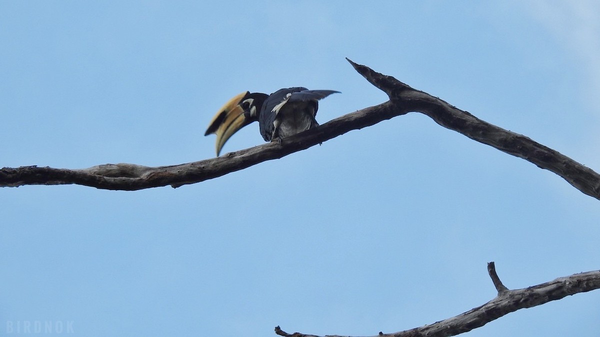 Oriental Pied-Hornbill - ML642104089