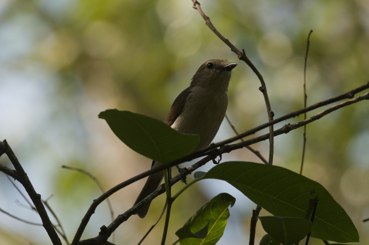 Gray Whistler - ML642104091