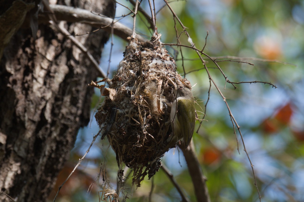 Green-backed Gerygone - ML642104094