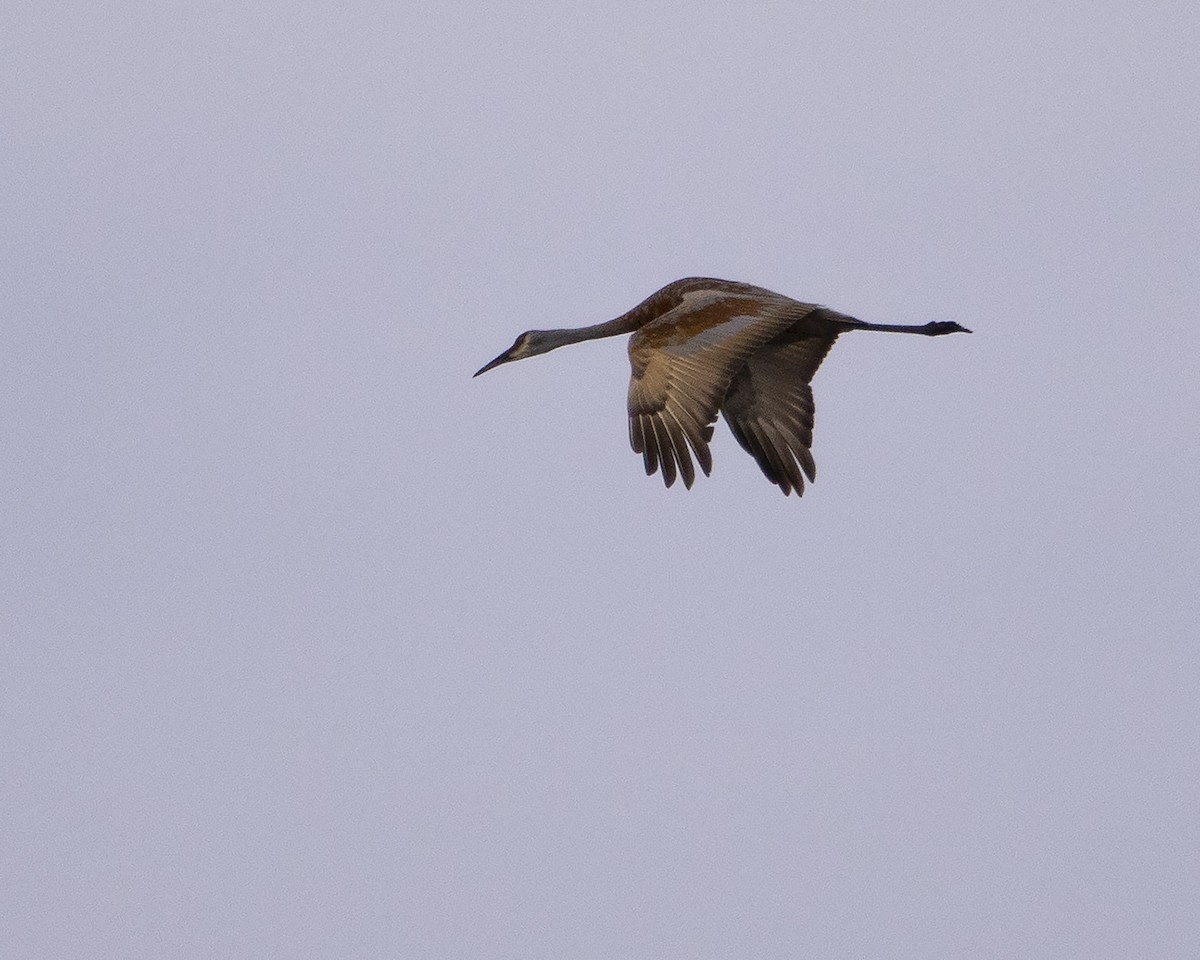 Sandhill Crane - ML642104097