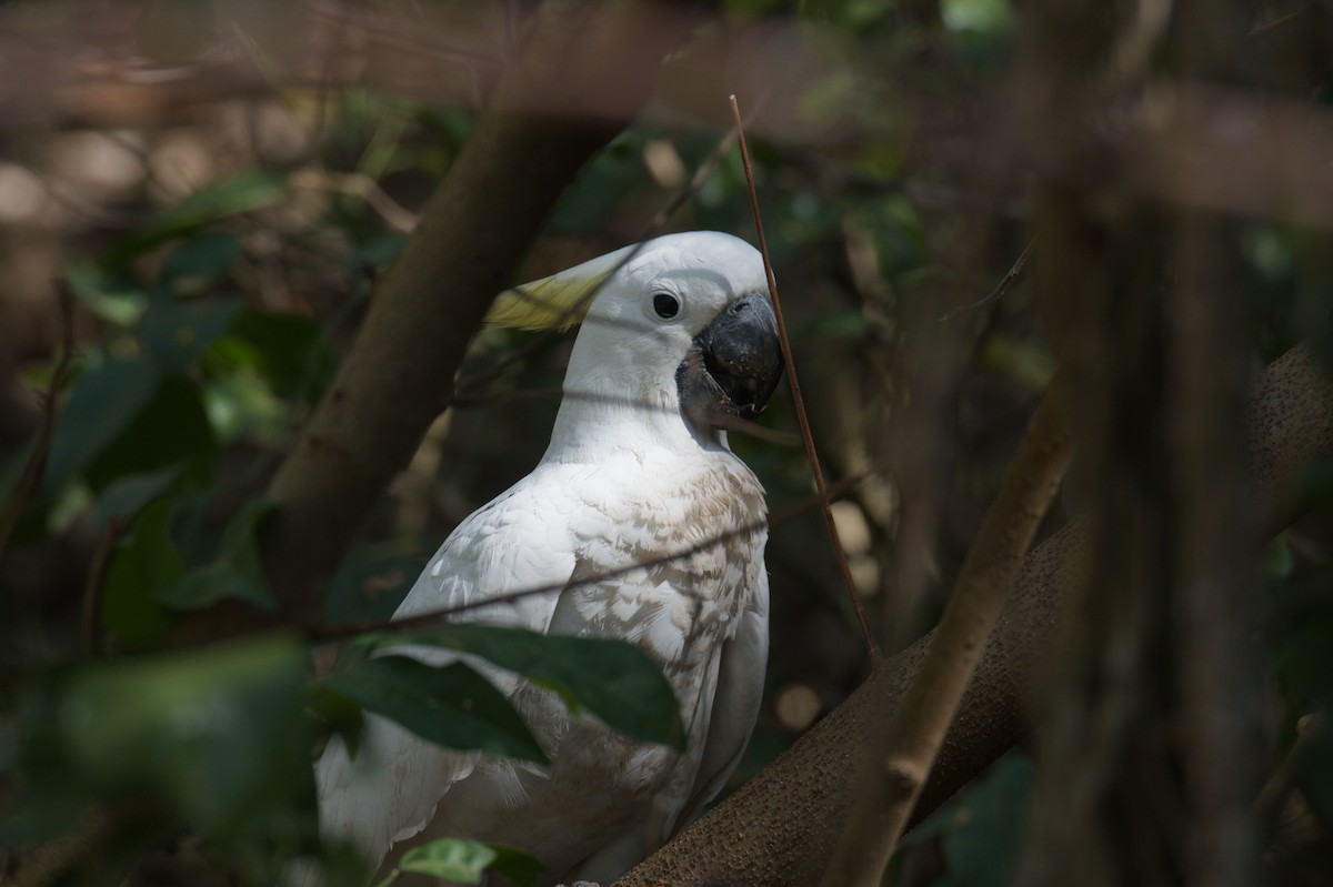 Sulphur-crested Cockatoo - ML642104099