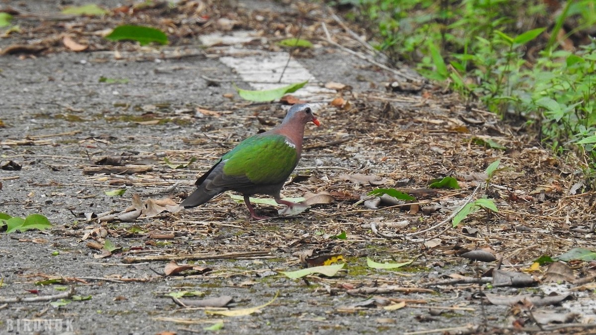 Asian Emerald Dove - ML642104104