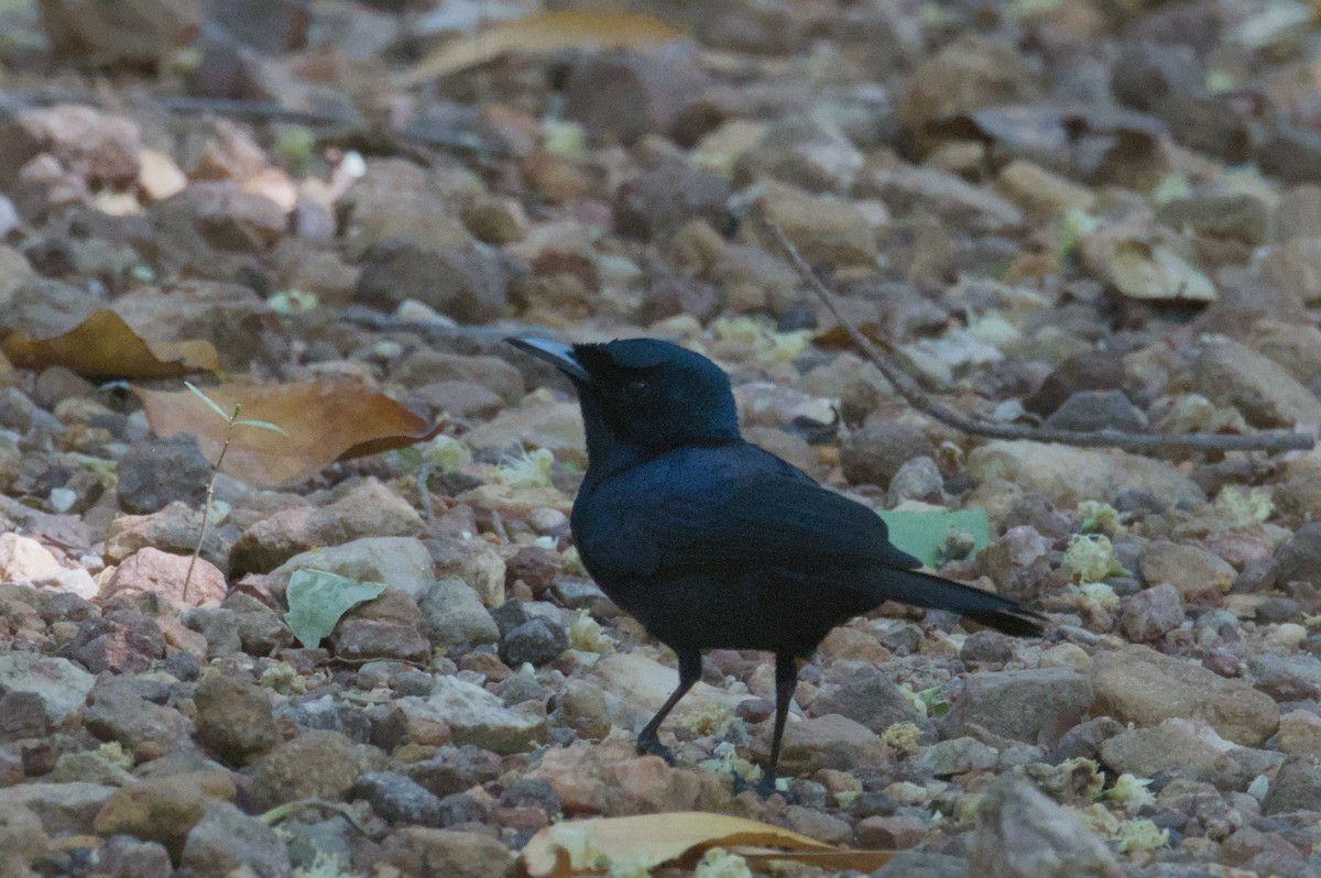 Shining Flycatcher - ML642104108