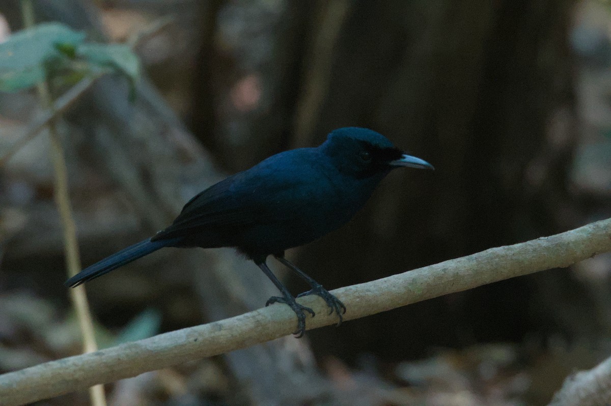 Shining Flycatcher - ML642104109