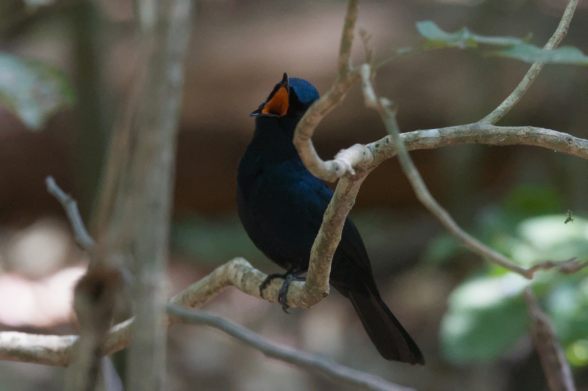 Shining Flycatcher - ML642104110