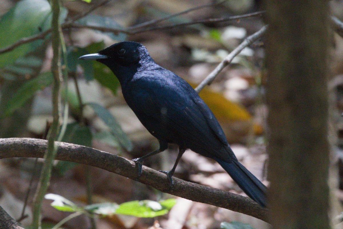Shining Flycatcher - ML642104112
