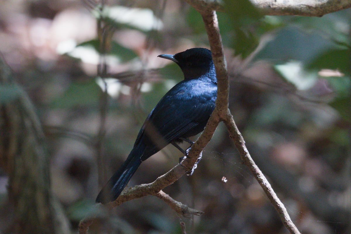Shining Flycatcher - ML642104113