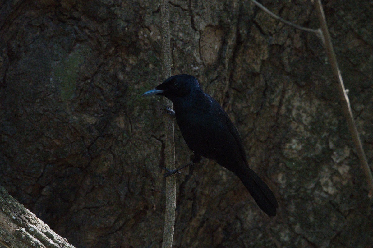Shining Flycatcher - ML642104114
