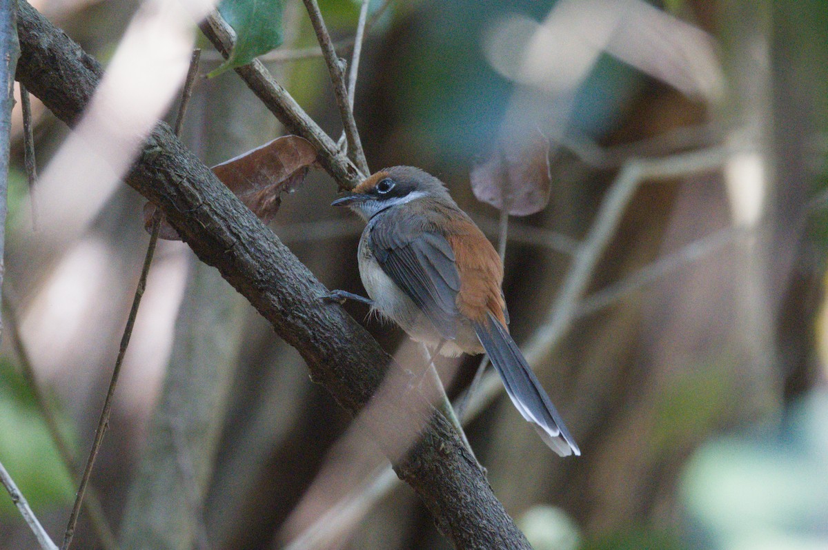 Arafura Fantail - ML642104115