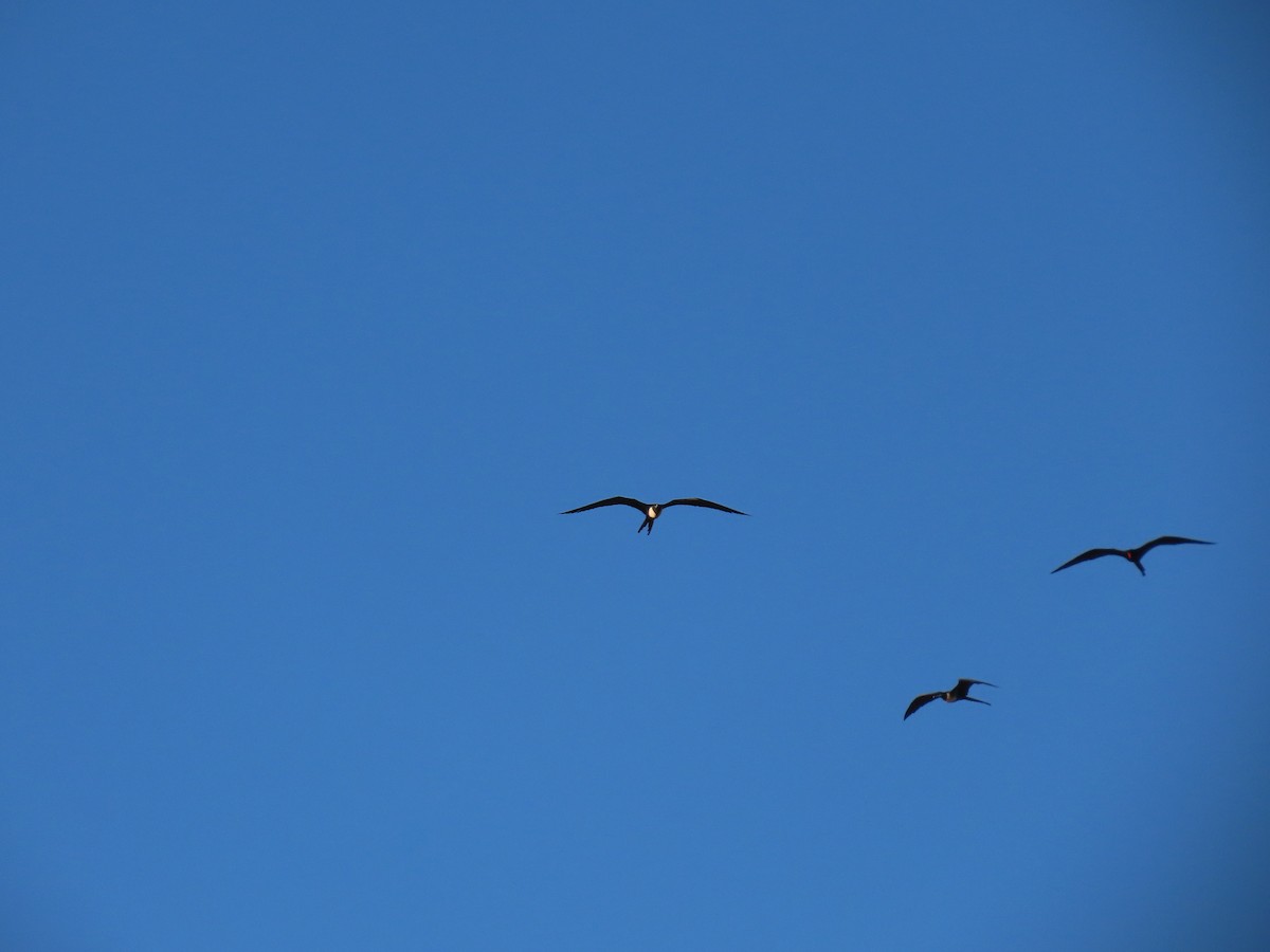 Magnificent Frigatebird - ML642104139
