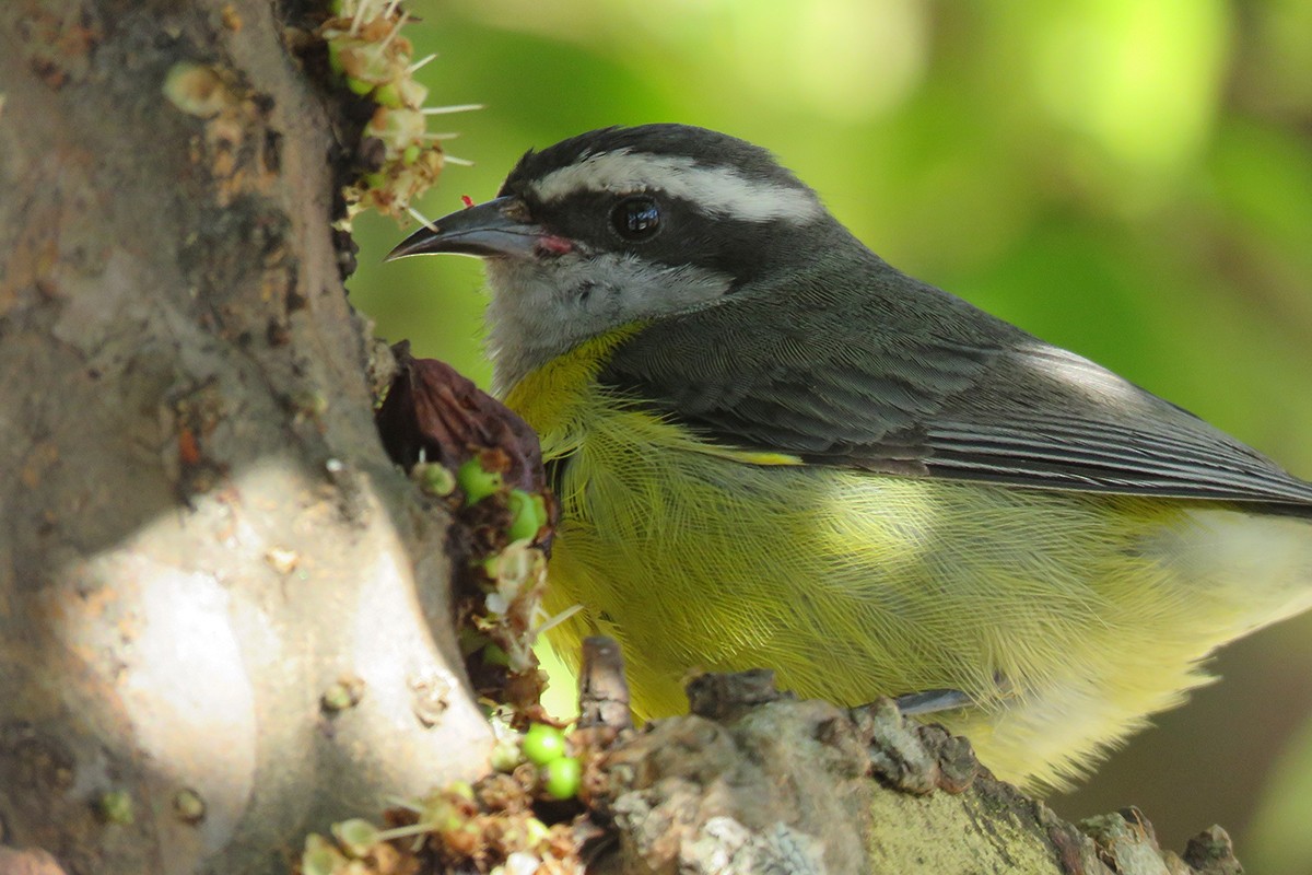 Bananaquit - ML642104155