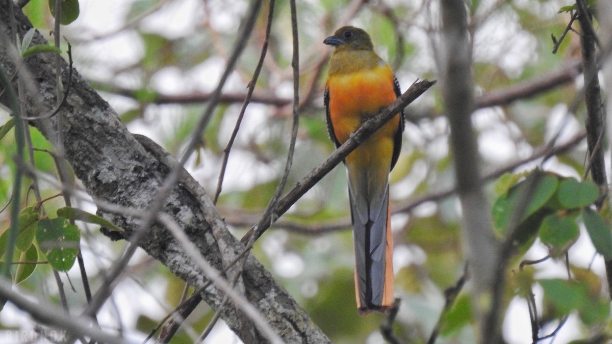 Orange-breasted Trogon - ML642104157
