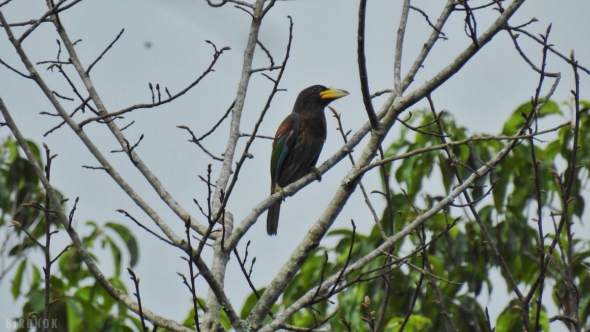 Great Barbet - ML642104161
