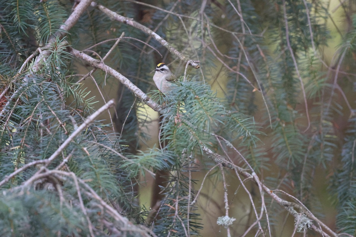 Golden-crowned Kinglet - ML642104164