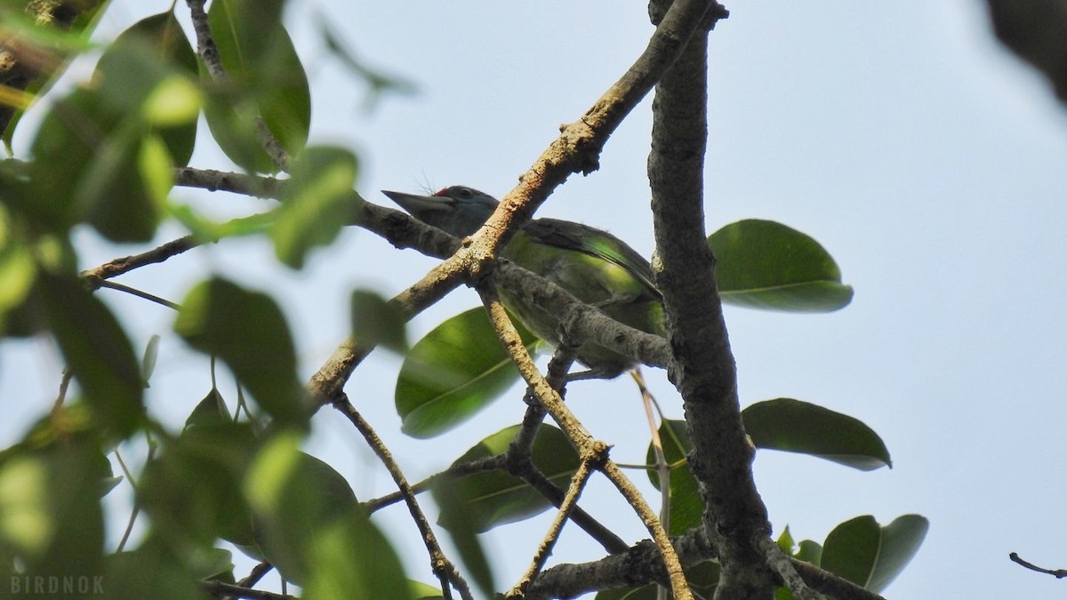 Blue-throated Barbet - ML642104165