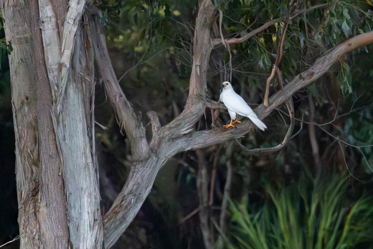 Gray Goshawk - ML642104169