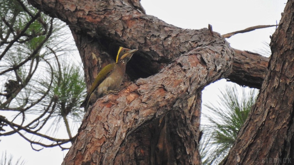 Greater Yellownape - ML642104171