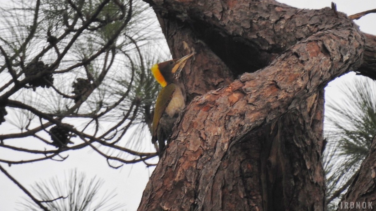 Greater Yellownape - ML642104172