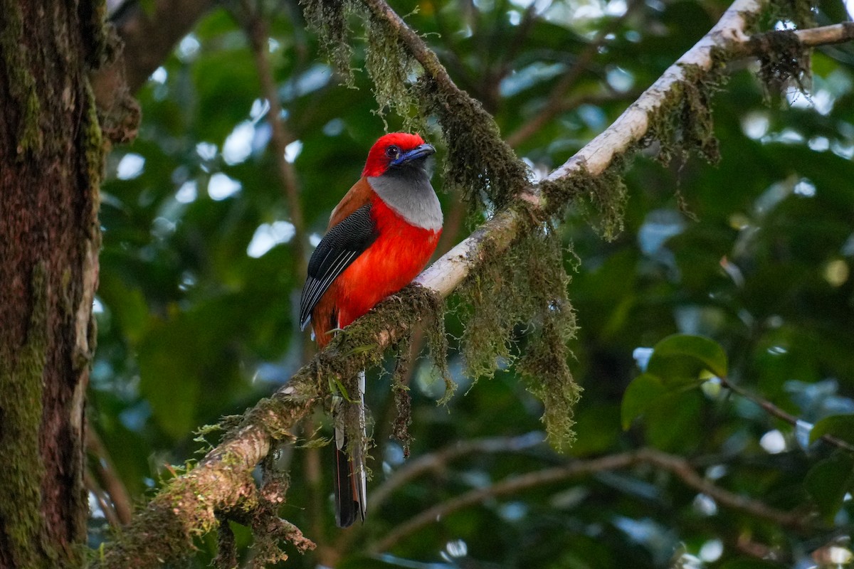 Whitehead's Trogon - ML642104183