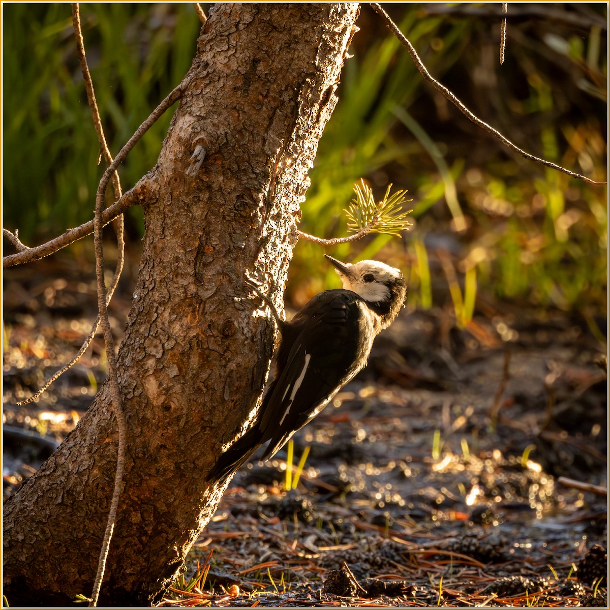 White-headed Woodpecker - ML642104185
