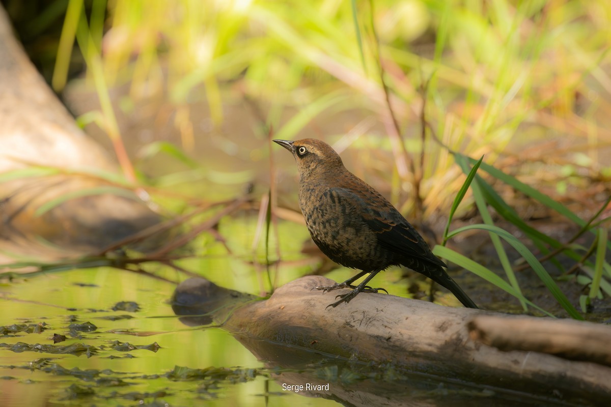 Rusty Blackbird - ML642104188