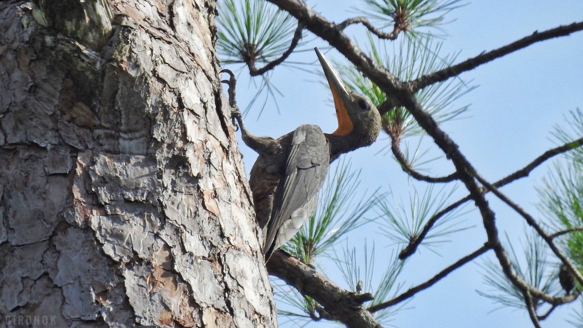 Great Slaty Woodpecker - ML642104196
