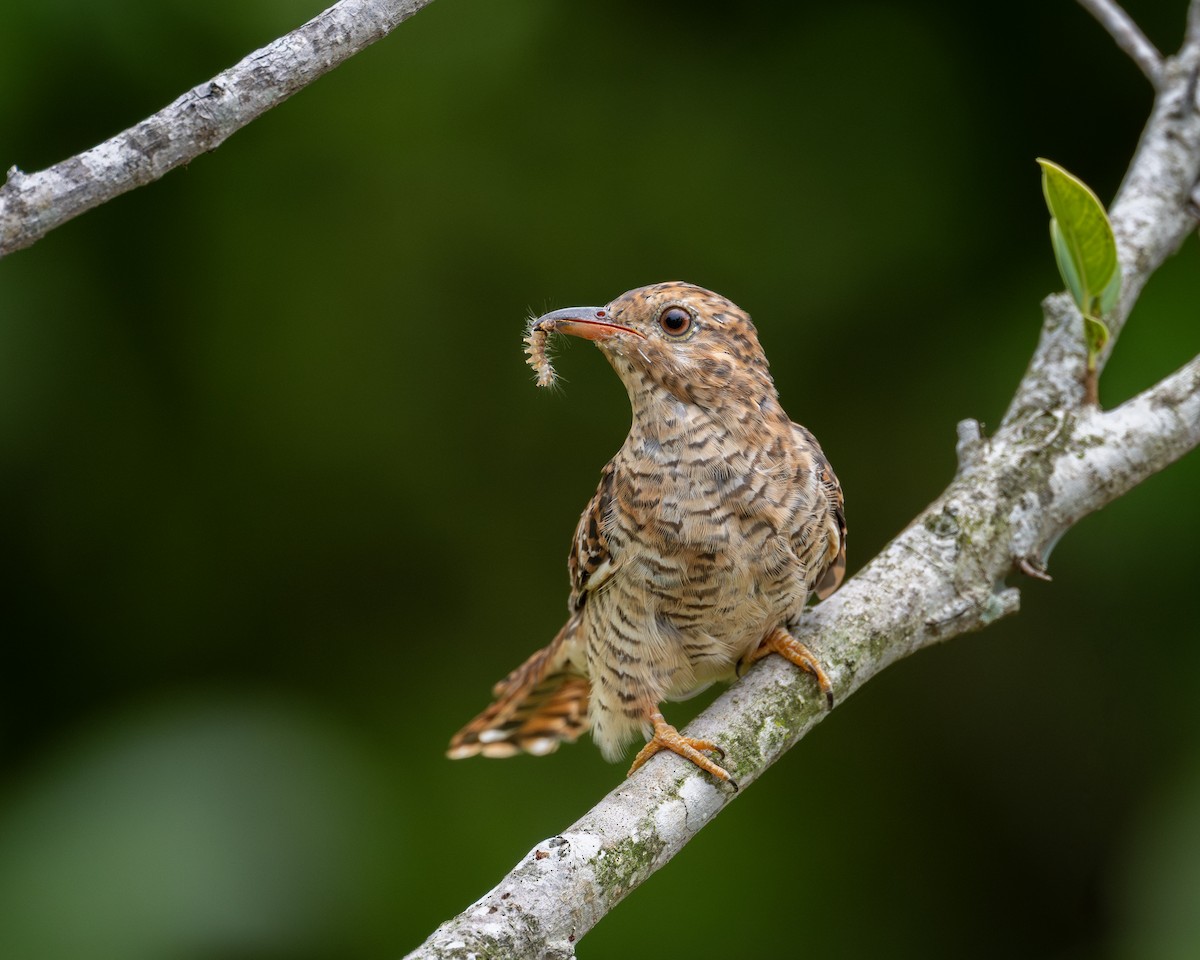 Plaintive Cuckoo - ML642104198