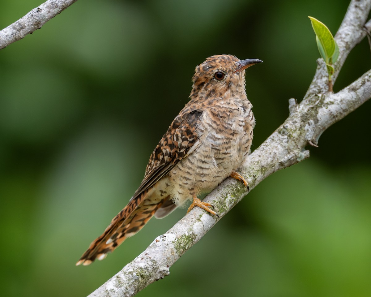 Plaintive Cuckoo - ML642104199