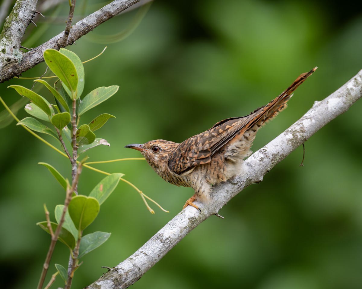 Plaintive Cuckoo - ML642104200