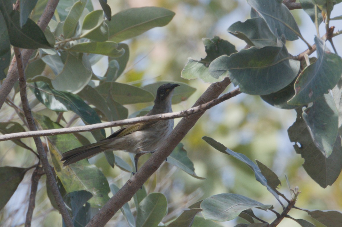 White-lined Honeyeater - ML642104201