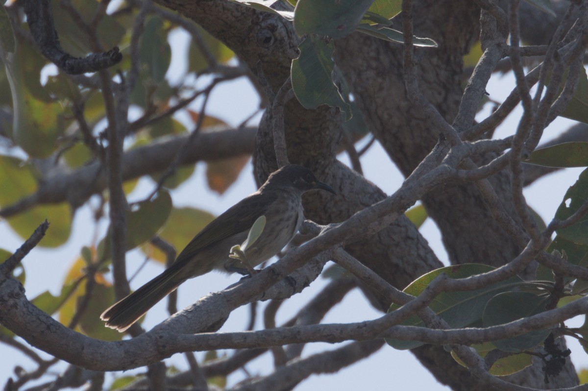 White-lined Honeyeater - ML642104202