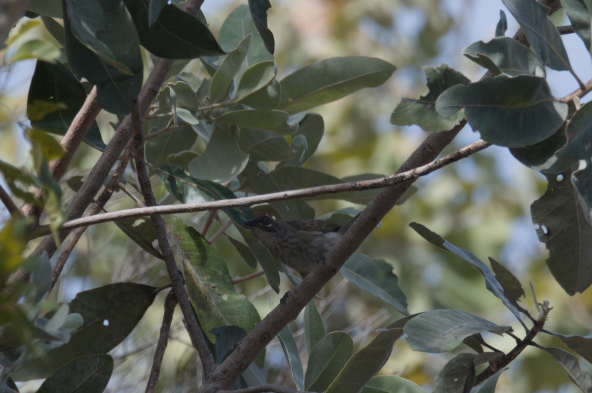 White-lined Honeyeater - ML642104203