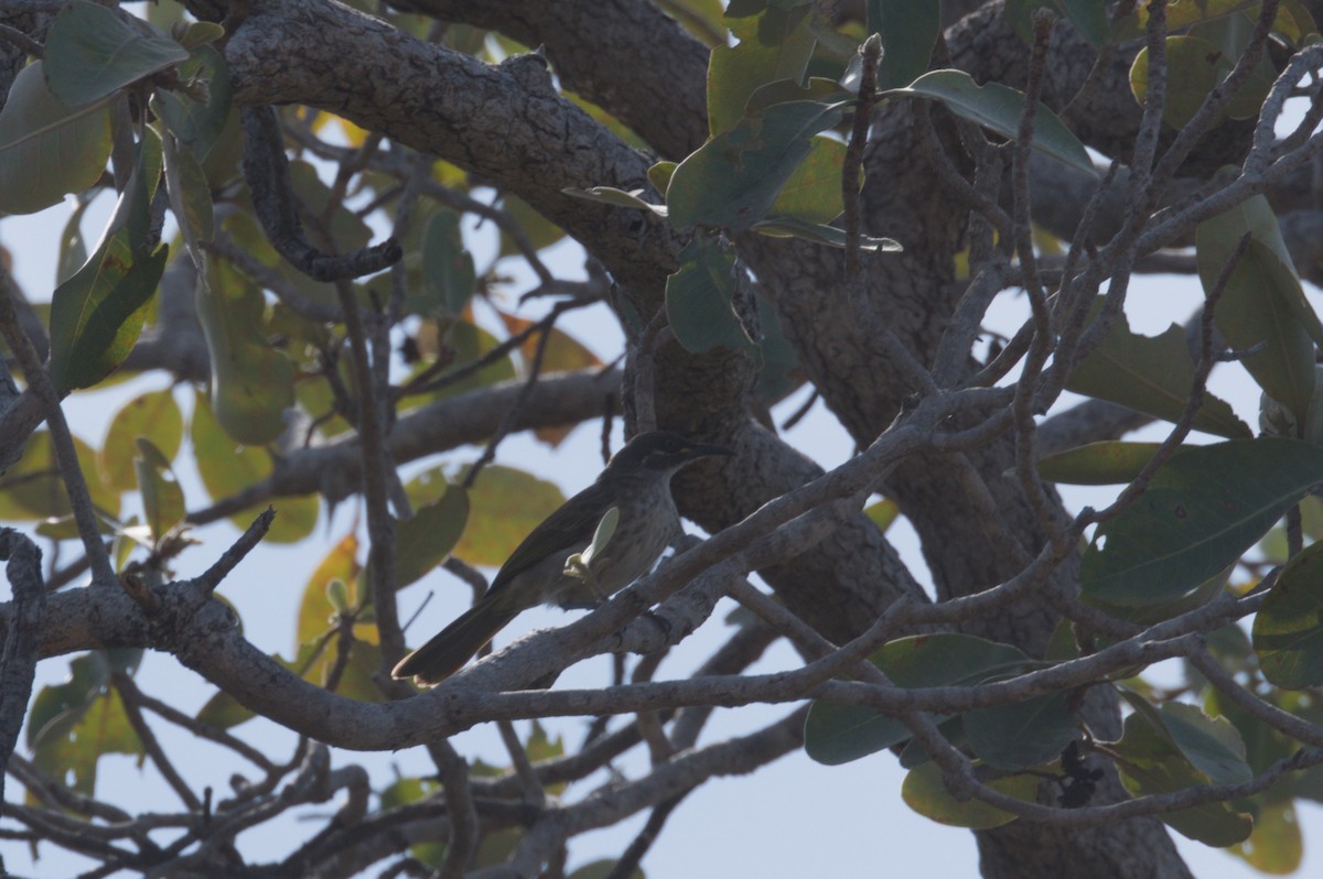 White-lined Honeyeater - ML642104205