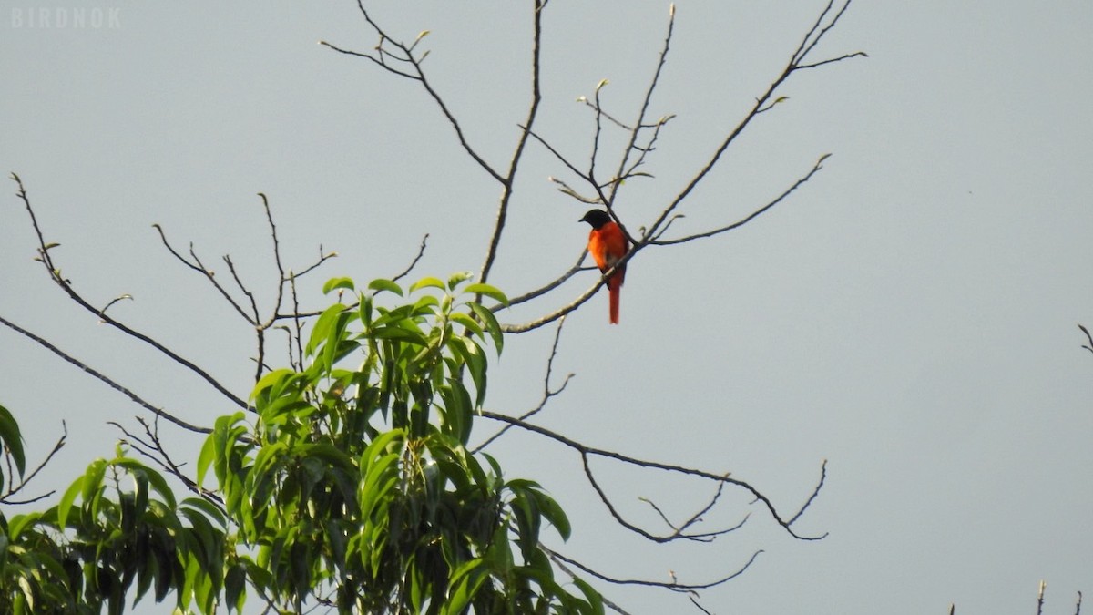 Scarlet Minivet - ML642104208