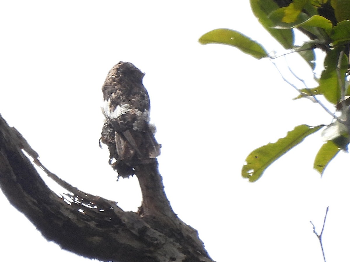 White-winged Potoo - ML642104209