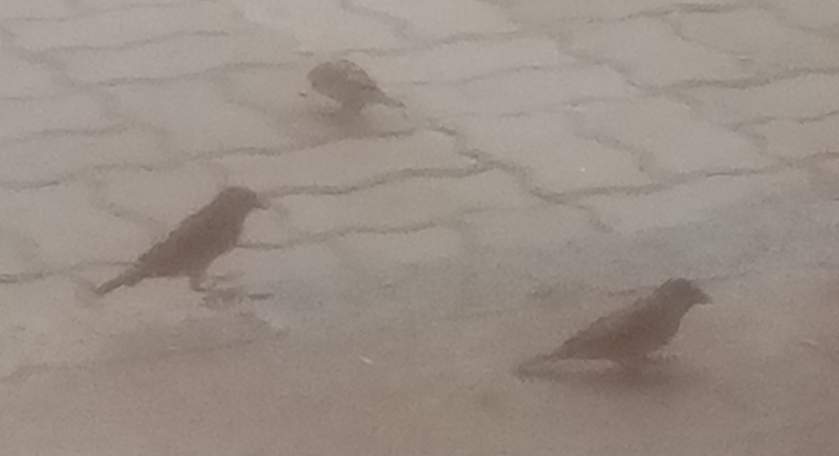 House Sparrow - ML642104213