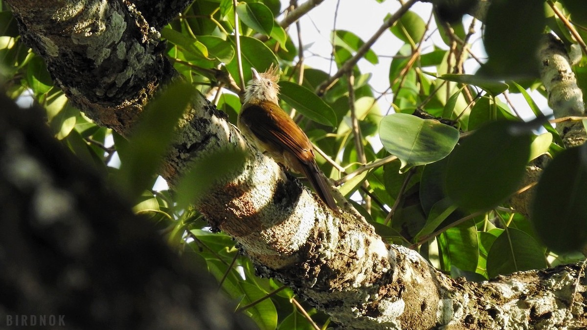 Puff-throated Bulbul - ML642104214