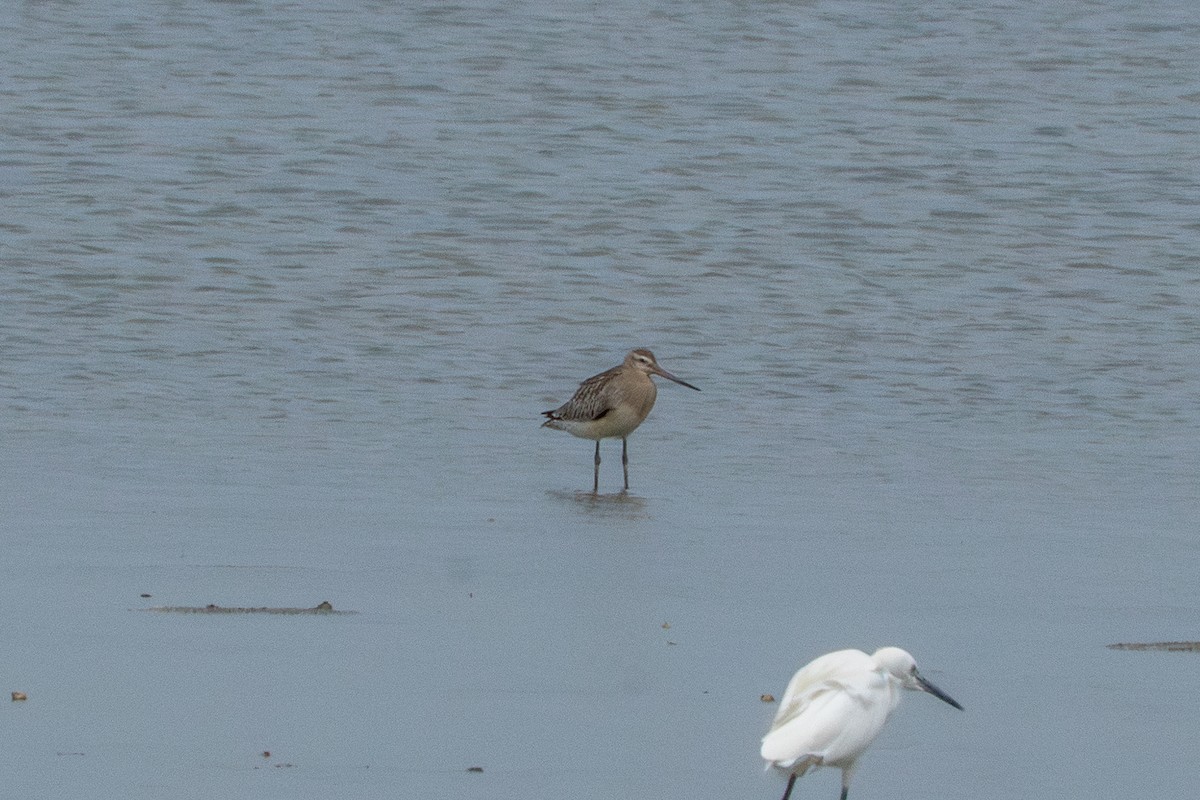 Bar-tailed Godwit - ML642104215